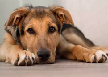 La lettera di un cane che non c'è più