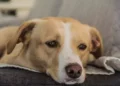 La preghiera di un cane abbandonato che racconta quanto anche gli animali hanno un cuore