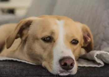 La preghiera di un cane abbandonato che racconta quanto anche gli animali hanno un cuore