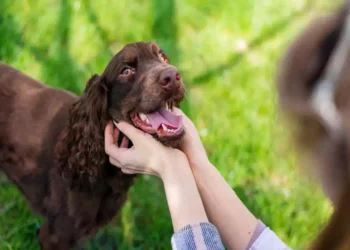 Il cane Sam compie un gesto che fa cambiare idea al suo padrone