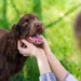 Il cane Sam compie un gesto che fa cambiare idea al suo padrone