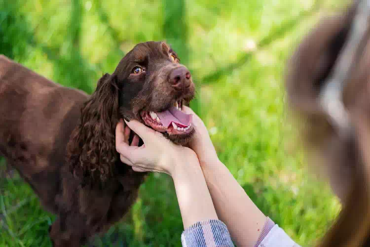 Il cane Sam compie un gesto che fa cambiare idea al suo padrone