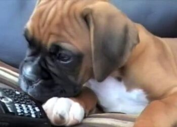 il-cane-sente-la-voce