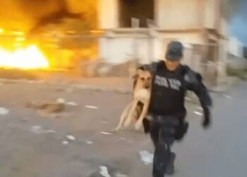 Messico: il poliziotto porta in salvo il cane che rischia la vita in un incendio