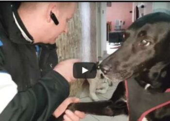 Guardate come questo cane cerca di chiedere scusa al suo padrone: video