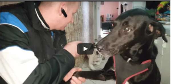 Guardate come questo cane cerca di chiedere scusa al suo padrone: video