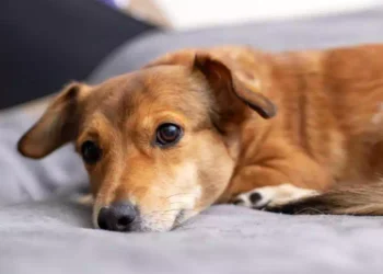 La poesia di un cane per la propria mamma