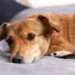La poesia di un cane per la propria mamma