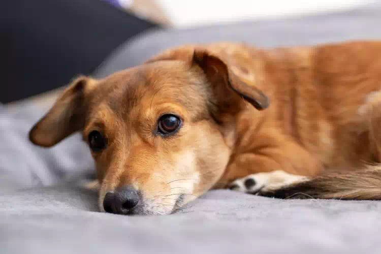 La poesia di un cane per la propria mamma