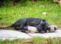 Il cane randagio dorme insieme al suo orsacchiotto: la foto commuove il web