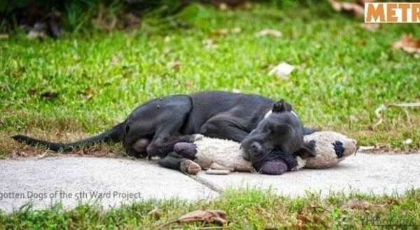 Il cane randagio dorme insieme al suo orsacchiotto: la foto commuove il web