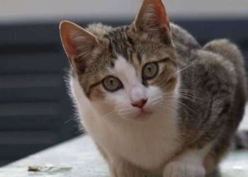 Preghiera di un gatto randagio
