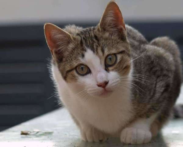 Preghiera di un gatto randagio