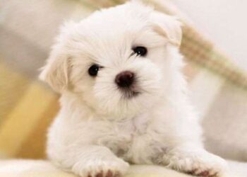 cani-sanno-leggere