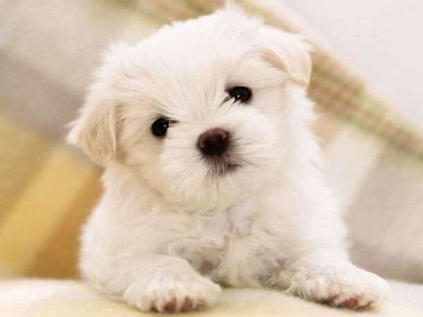 cani-sanno-leggere