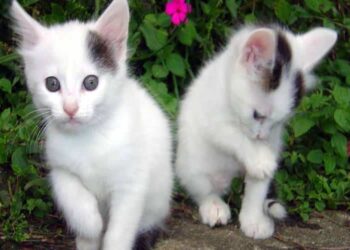 gatti ci proteggono
