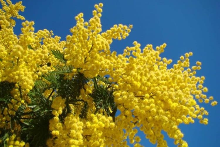 Il vero significato della mimosa