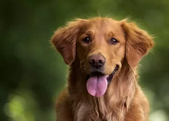 Cane scrive una lettera nel suo ultimo giorno di vita