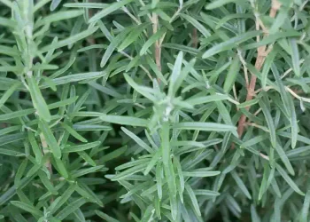 Il rosmarino, pianta terapeutica