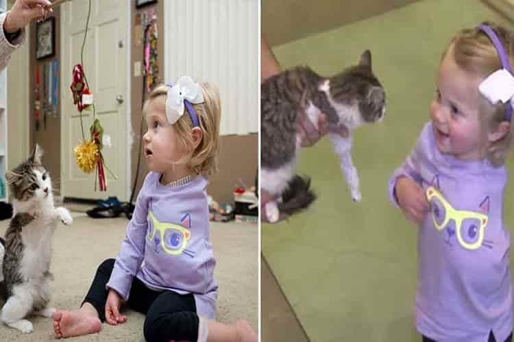adotta un gattino