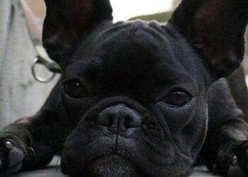Animale a chi: il lieto fine della storia di Tommy