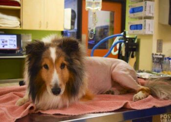 border-collie