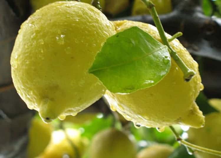 tagliate-2-limoni