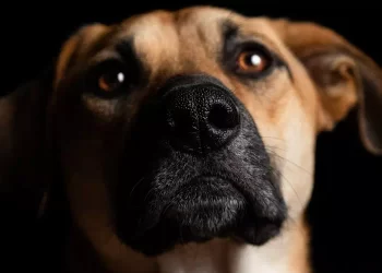 Una lettera toccante al nuovo proprietario del cane