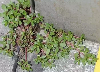 Avete questa pianta nel vostro giardino
