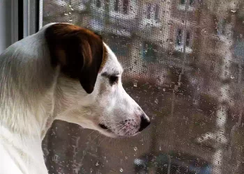 Ecco Cosa Pensa di Voi il Vostro Cane. Questa Lettera Vi Toccherà Nel Profondo del Cuore!