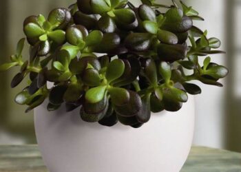 feng-shui-albero