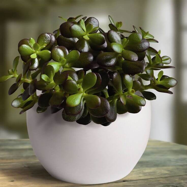 feng-shui-albero