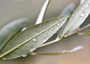 benefici-delle-foglie-di-olivo