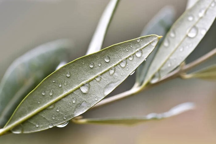 benefici-delle-foglie-di-olivo