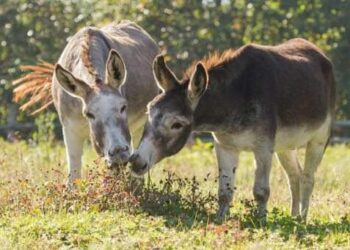 Animali sensibili: la storia degli asini vicini al loro amico deceduto