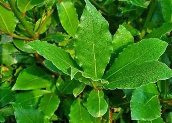 Le meraviglie dell’alloro: Tutto Ciò Che Non Sapevi Su Questa Pianta Straordinaria