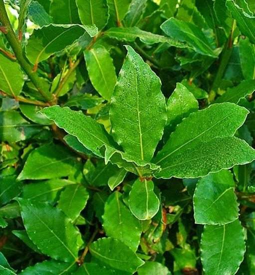 Le meraviglie dell’alloro: Tutto Ciò Che Non Sapevi Su Questa Pianta Straordinaria