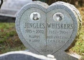 Il Cimitero Di New York Dove Gli Animali Saranno Seppelliti Accanto Ai Loro Proprietari