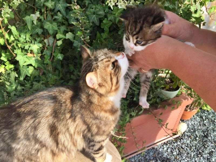 Come possiamo prepararci in modo perfetto al parto della propria gatta? Dobbiamo seguirla e dedicarle qualche attenzione speciale.