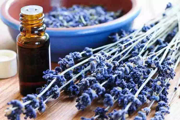 Lavanda sotto i piedi prima di dormire