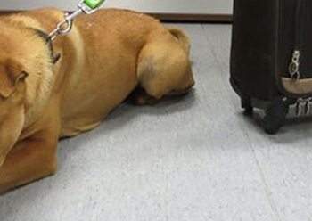 Il padrone del cane con la valigia lasciato alla stazione: «Ecco perché l’ho abbandonato»