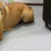 Il padrone del cane con la valigia lasciato alla stazione: «Ecco perché l’ho abbandonato»