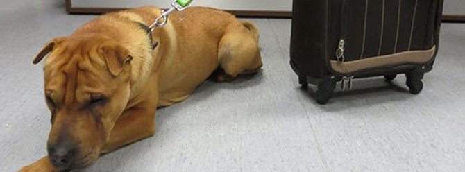 Il padrone del cane con la valigia lasciato alla stazione: «Ecco perché l’ho abbandonato»