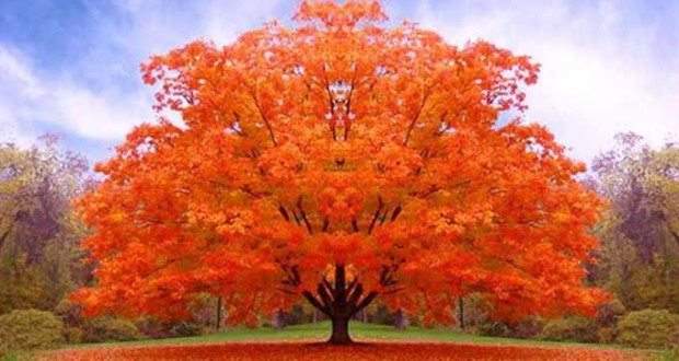 albero-degli-amici