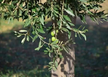Come Contrastare Più Di 30 Malattie Con Un Rimedio Semplice E Naturale.