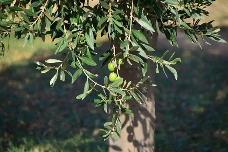 Come Contrastare Più Di 30 Malattie Con Un Rimedio Semplice E Naturale.