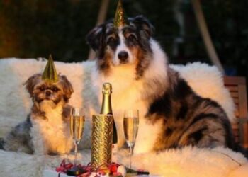 Botti di Capodanno, cosa fare se il cane ha paura?