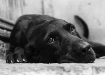 Sono morto oggi. La commovente lettera di un cane al suo proprietario che l’ha abbandonato.
