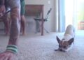 Chihuahua che fa ginnastica e yoga insieme al padrone: video