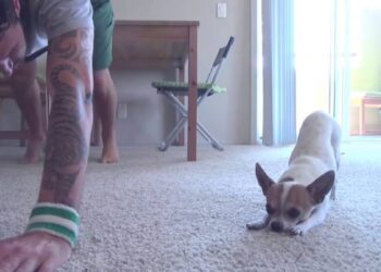 Chihuahua che fa ginnastica e yoga insieme al padrone: video